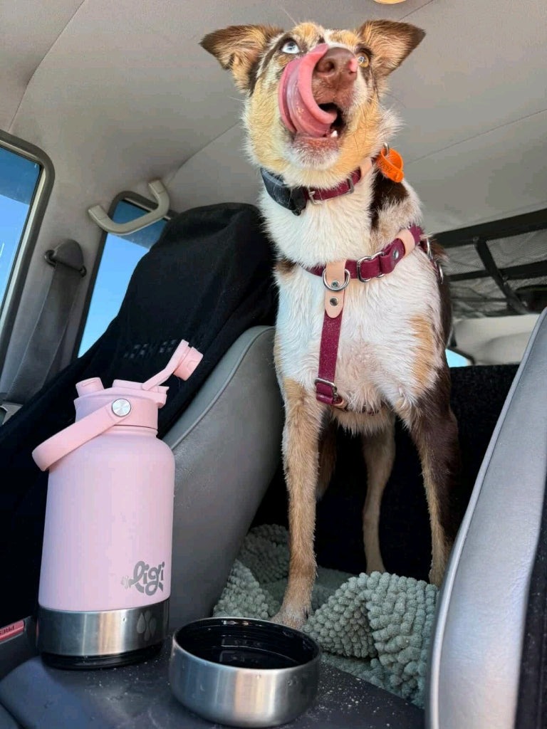 Coral Shell Portable Waterbottle